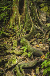 Old tree with big roots covered with moss and plants in green jungle forest - ADSF10546