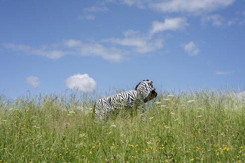 Junge im Zebrakostüm inmitten von Gras vor blauem Himmel - VPIF02646