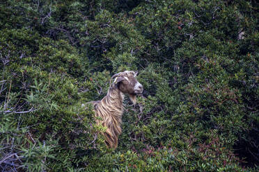 Goat amidst grassy land at Greece - MAMF01280