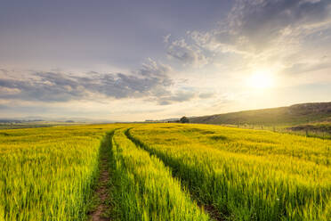 Tire tracks stretching across barley (Hordeum vulgare) field at summer sunset - SMAF01964