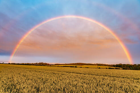 Doppelter Regenbogen, der sich in der Abenddämmerung über ein gelbes Feld wölbt - SMAF01967