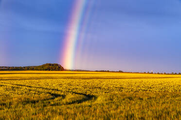 Regenbogen, der sich in der Abenddämmerung über ein gelbes Feld wölbt - SMAF01968