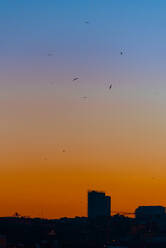 Vogelschwarm fliegen in wolkenlosen hellen Sonnenuntergang Himmel über Silhouetten von Gebäuden der Stadt - ADSF10587