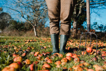 Faceless farmer with pitchfork harvesting fallen mature and rotten apples on green lawn in garden - ADSF10602