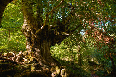 Malerische Ansicht eines starken alten Baums mit dickem Stamm und aus dem Boden ragenden Wurzeln - ADSF10624
