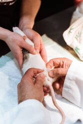 Crop hands of male veterinarian examining pet rat in clinic while owner holding animal - ADSF10630