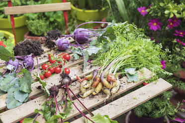 Pflanzen und Gemüse über dem Tisch im städtischen Garten - GWF06722