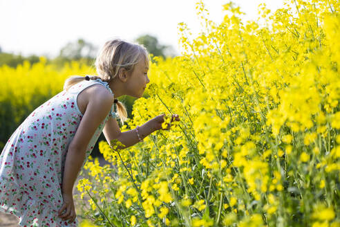 Kleines Mädchen riecht an Rapsblüten, während es auf einem Feld steht - JFEF00956