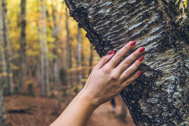 Crop tender female hand with red nails touching rough barque of tree with golden autumn forest on blurred background - ADSF10847