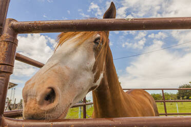 Low angle of curious horse standing behind pasture enclosure in farmland - ADSF10889