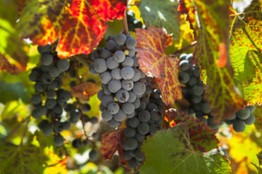 Ripe blue wine grape bunches with lush foliage growing on bushes at vineyard in summer - ADSF10892