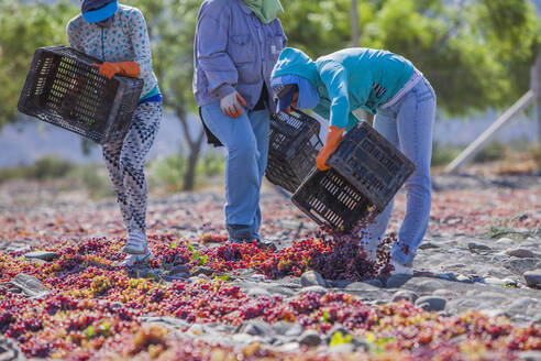 Mendoza, Argentinien - Februar, 09 2015: Seitenansicht eines ethnischen Arbeiters, der an einem sonnigen Tag frische Trauben aus einer Kiste zum Trocknen auf den Boden schüttet - ADSF10894