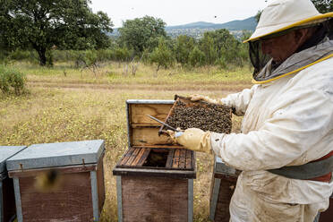 Ländlicher und natürlicher Imker, der den Honig aus den Bienenstöcken sammelt - CAVF88139