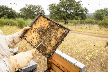 Ländlicher und natürlicher Imker, der den Honig aus den Bienenstöcken sammelt - CAVF88140