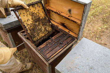 Ländlicher und natürlicher Imker, der den Honig aus den Bienenstöcken sammelt - CAVF88141