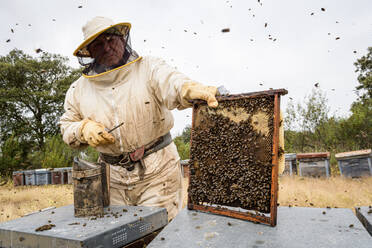 Ländlicher und natürlicher Imker, der den Honig aus den Bienenstöcken sammelt - CAVF88142