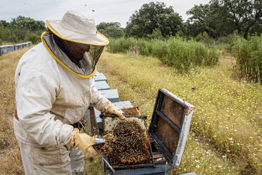 Ländlicher und natürlicher Imker, der den Honig aus den Bienenstöcken sammelt - CAVF88143