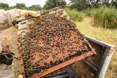 Ländlicher und natürlicher Imker, der den Honig aus den Bienenstöcken sammelt - CAVF88144