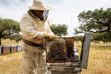 Ländlicher und natürlicher Imker, der den Honig aus den Bienenstöcken sammelt - CAVF88145