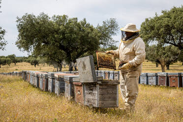 Ländlicher und natürlicher Imker, der den Honig aus den Bienenstöcken sammelt - CAVF88146