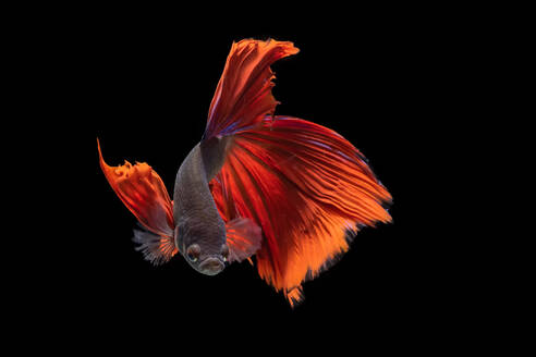 A movement of betta fighting fish in black background - CAVF88171
