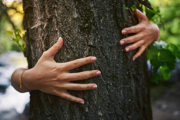 Hände, die einen Baum im Wald berühren. - CAVF88279