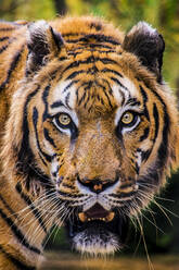 This is a tiger portrait. This menacing tiger have great orange eyes. - CAVF88298