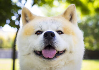 Akita inu Hund sehr glücklich in einem Park - CAVF88325