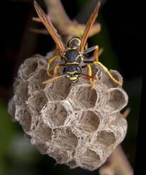 Arbeiterinnen der Wespe Polistes nympha beim Schutz ihres Nestes - CAVF88332