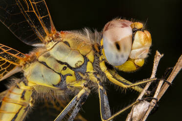 Schöne Makrofotografie einer Libelle - CAVF88333