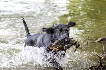 Black Lab apportiert eine Ente aus dem Wasser - CAVF88337