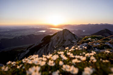 Flowers during sunrise, Brentenjoch, Bavaria, Germany - MALF00086