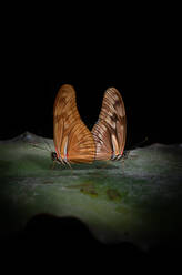 Closeup schöne Schmetterlinge mit dünnen braunen Flügeln sitzen auf grünem Blatt gegen schwarzen Hintergrund in der Natur - ADSF11062