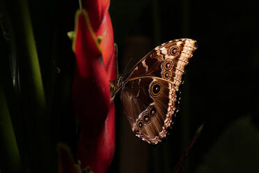 Closeup erstaunlich brauner Schmetterling sitzt auf grünem Blatt in der Natur - ADSF11063