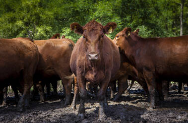 Herd of cows on countryside farm - ADSF11074