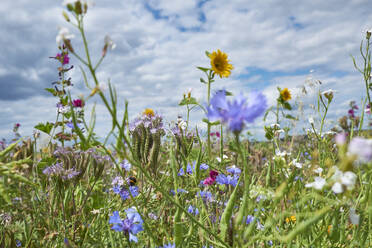 Blühende Wildblumen auf einer Frühlingswiese - BSCF00633