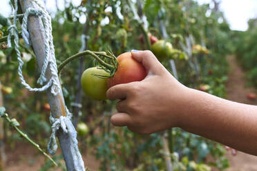 Tomatenernte von Hand im Obstgarten - VEGF02671