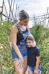Mutter und Tochter zwischen Tomatenpflanzen - VEGF02672