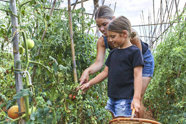 Mutter und Tochter mit Weidenkorb im Gewächshaus mit Tomatenpflanzen - VEGF02674