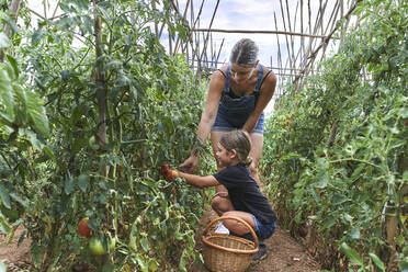 Mutter und Tochter mit Weidenkorb im Gewächshaus mit Tomatenpflanzen - VEGF02675
