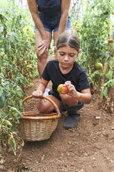 Mutter und Tochter mit Weidenkorb im Gewächshaus mit Tomatenpflanzen - VEGF02676