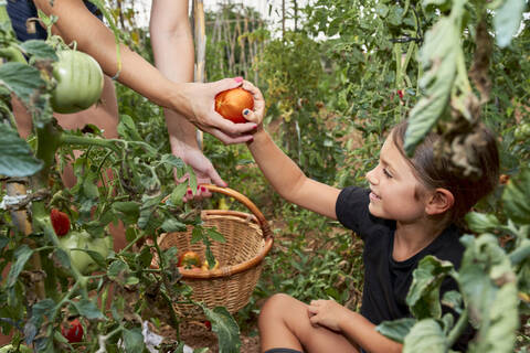 Tochter gibt ihrer Mutter eine geerntete Tomate, lizenzfreies Stockfoto