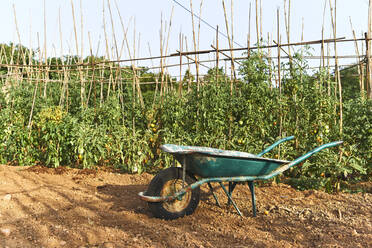 Schubkarre im Garten - VEGF02690