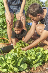 Familie erntet Salat im Garten - VEGF02691