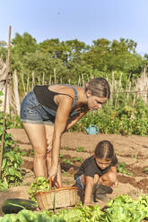 Mutter und Tochter ernten Kopfsalat im Garten - VEGF02692
