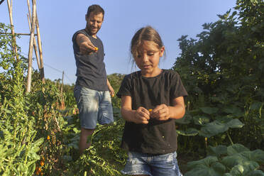 Vater und Tochter ernten Tomaten im Garten - VEGF02697