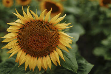 Nahaufnahme einer Sonnenblume im Feld - OGF00485