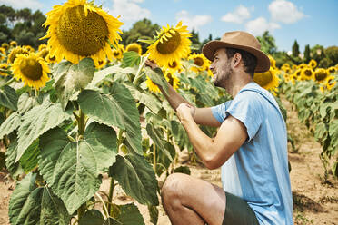 Mann hockt und bewundert Sonnenblumen auf einem Feld im Sommer - VEGF02715