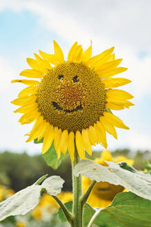 Close-up of sunflower with smiley face in field against sky - VEGF02716