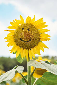 Nahaufnahme einer Sonnenblume mit Smiley im Feld gegen den Himmel - VEGF02716